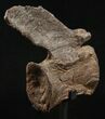 Elegant Diplodocus Caudal Vertebra - Dana Quarry #10146-2
